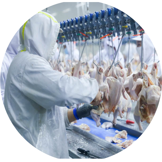 专注热鲜/冰鲜白条禽肉